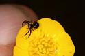 Synaema_globosum_D4919_Z_85_Les Gris_Frankrijk